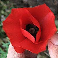 Thumbnail Picture of Corn Poppy
