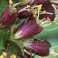 Thumbnail Picture of Amorpha californica var. californica
