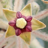 Thumbnail Picture of Asclepias californica