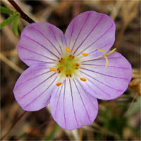 Thumbnail Picture of Flax-flowered Linanthus