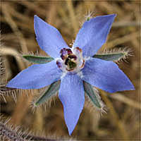 Thumbnail Picture of Borago officinalis