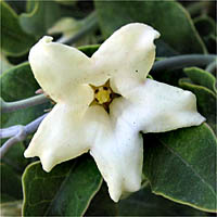 Thumbnail Picture of White Bladderflower