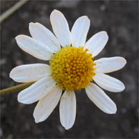 Thumbnail Picture of Mayweed