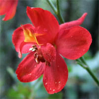 Thumbnail Picture of Delphinium cardinale