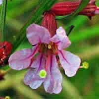 Thumbnail Picture of Lythrum californicum