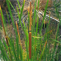 Thumbnail Picture of Typha domingensis