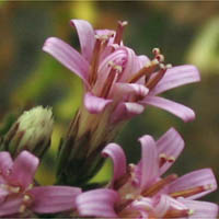 Thumbnail Picture of Acourtia microcephala