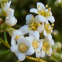 Thumbnail Picture of Adenostoma sparsifolium