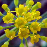 Thumbnail Picture of Foeniculum vulgare
