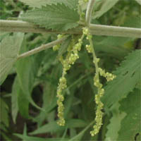 Thumbnail Picture of Hoary Nettle