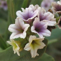 Thumbnail Picture of Heliotropium curassavicum var. oculatum