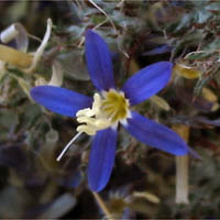 Thumbnail Picture of Eriastrum sapphirinum