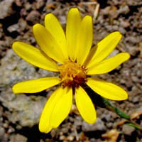 Thumbnail Picture of Pentachaeta lyonii