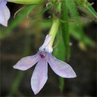 Thumbnail Picture of Lobelia dunnii var. serrata
