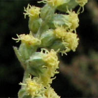 Thumbnail Picture of Artemisia douglasiana
