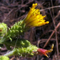 Thumbnail Picture of Hazardia squarrosa var. grindelioides