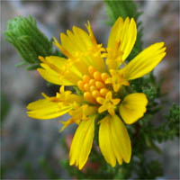 Thumbnail Picture of Deinandra minthornii