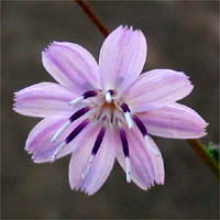 Thumbnail Picture of Stephanomeria virgata