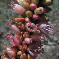Thumbnail Picture of Persicaria amphibia