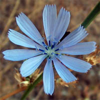 Thumbnail Picture of Cichorium intybus