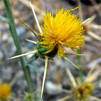 Thumbnail Picture of Yellow Star Thistle