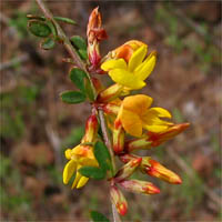 Thumbnail Picture of Acmispon glaber