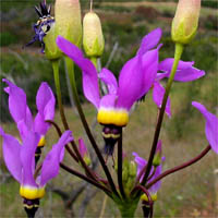 Thumbnail Picture of Primula clevelandii