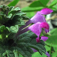 Thumbnail Picture of Lamium amplexicaule