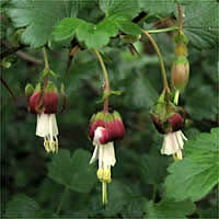 Thumbnail Picture of Ribes californicum