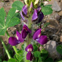 Thumbnail Picture of Stinging Lupine