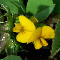Thumbnail Picture of Medicago polymorpha