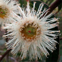 Thumbnail Picture of Eucalyptus globulus