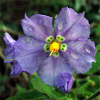 Thumbnail Picture of Purple Nightshade