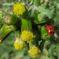 Thumbnail Picture of Common Groundsel
