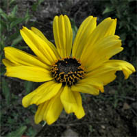 Thumbnail Picture of Encelia californica
