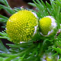 Thumbnail Picture of Matricaria discoidea