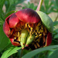 Thumbnail Picture of Paeonia californica