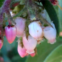 Thumbnail Picture of Arctostaphylos glandulosa