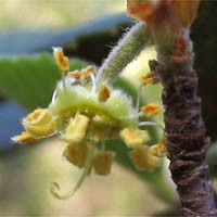 Thumbnail Picture of Cercocarpus betuloides var. betuloides