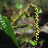 Thumbnail Picture of Alnus rhombifolia