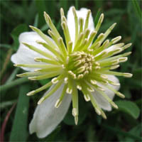 Thumbnail Picture of Clematis lasiantha
