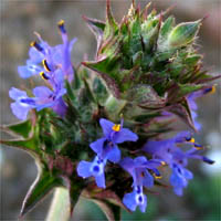 Thumbnail Picture of Salvia columbariae