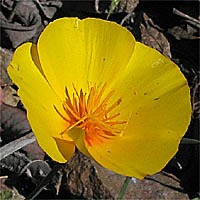 Thumbnail Picture of Collarless California Poppy
