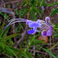 Thumbnail Picture of Trichostema lanatum