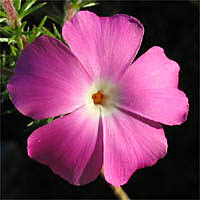 Thumbnail Picture of Linanthus californicus