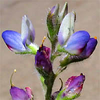 Thumbnail Picture of Lupinus concinnus