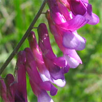 Thumbnail Picture of Vicia villosa