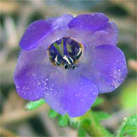 Thumbnail Picture of Pholistoma auritum var. auritum