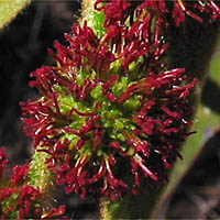 Thumbnail Picture of Platanus racemosa