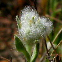 Thumbnail Picture of Micropus californicus var. californicus
